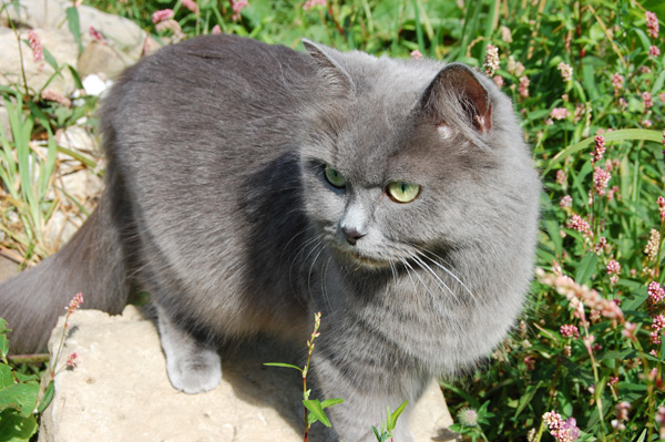 Schnicki in ihrem Element.jpg